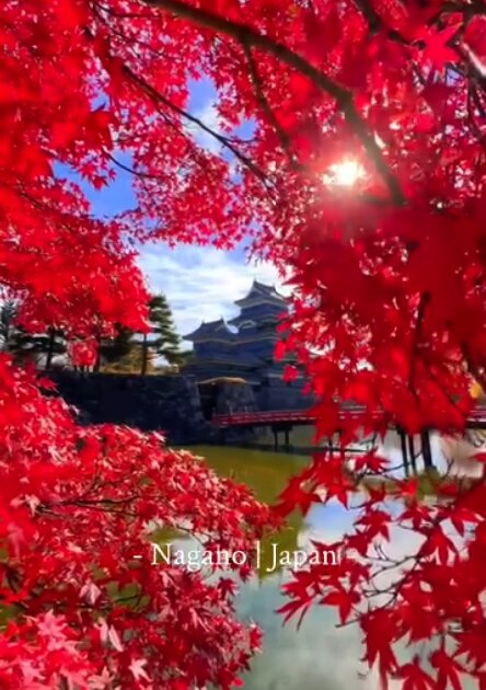 Matsumoto Castle surrounded by autumn foliage, Nagano