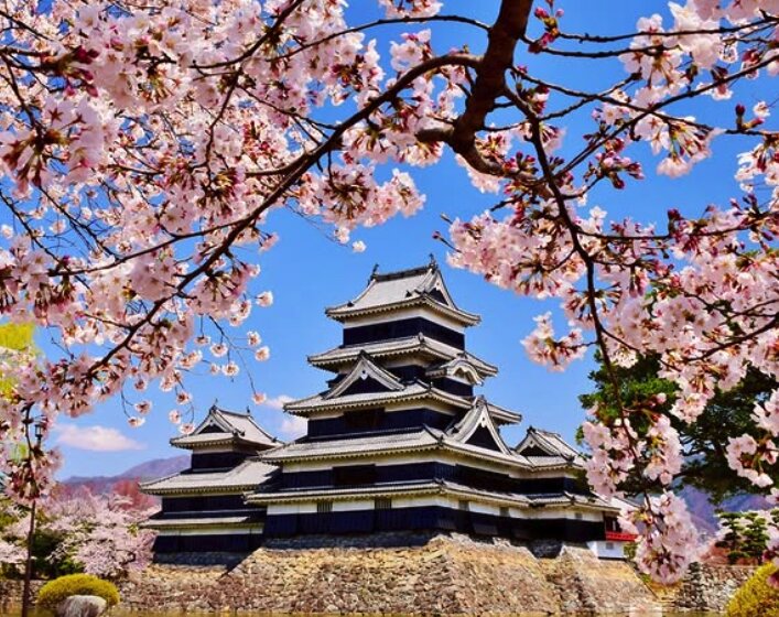 Matsumoto Castle with cherry blossom trees in full bloom